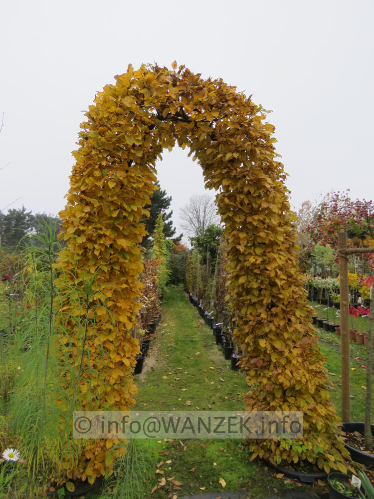 Carpinus betulus - Torbogen 2,5m 02.JPG